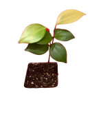 Cinnamon Plant  (Hybrid, Pack of 2)