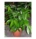Cinnamon Plant  (Hybrid, Pack of 2)