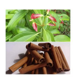 Cinnamon Plant  (Hybrid, Pack of 2)