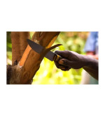 Cinnamon Plant  (Hybrid, Pack of 2)