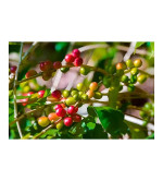 Coffee Plant  (Hybrid, Pack of 12