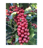 Coffee Plant  (Hybrid, Pack of 12