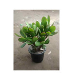 Crassula Plant  (Hybrid, Pack of 2)