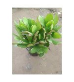 Crassula Plant  (Hybrid, Pack of 2)