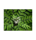 Curry Leaf Plant  (Pack of 2)