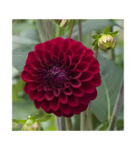 Davallia Fejeensis Plant  (Hybrid, Pack of 2)