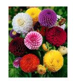 Davallia Fejeensis Plant  (Hybrid, Pack of 2)