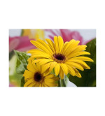 Gerbera Plant  (Hybrid, Pack of 2)