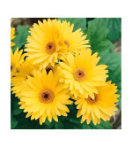Gerbera Plant  (Hybrid, Pack of 2)