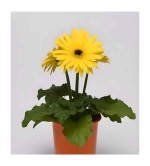 Gerbera Plant  (Hybrid, Pack of 2)