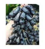 Grapes Plant  (Hybrid, Pack of 2)
