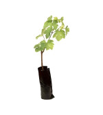 Grapes Plant  (Hybrid, Pack of 2)