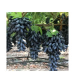 Grapes Plant  (Hybrid, Pack of 2)