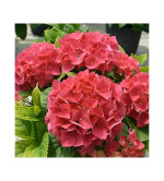 Hydrangea Plant  (Hybrid, Pack of 2)