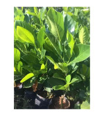 Jack Fruit Plant  (Hybrid, Pack of 2)