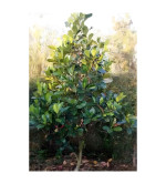 Jack Fruit Plant  (Hybrid, Pack of 2)