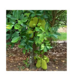 Jack Fruit Plant  (Hybrid, Pack of 2)