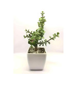 Jade Plant  (Pack of 2)