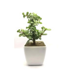 Jade Plant  (Pack of 2)