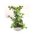 Jade Plant  (Pack of 2)