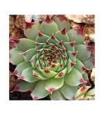 Laxmi Kamal Plant  (Hybrid, Pack of 2)