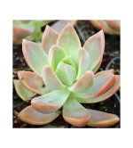 Laxmi Kamal Plant  (Hybrid, Pack of 2)