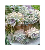 Laxmi Kamal Plant  (Hybrid, Pack of 2)