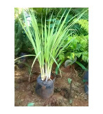 Lemon Grass Plant  (Hybrid, Pack of 2)