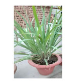 Lemon Grass Plant  (Hybrid, Pack of 2)