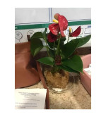 Peace Lily Plant  (Hybrid, Pack of 2)