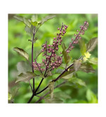 Tulsi Plant  (Hybrid, Pack of 2)
