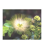 Albizia Lebbeck  (Pack of 2)