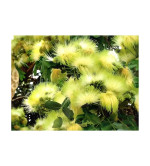 Albizia Lebbeck  (Pack of 2)