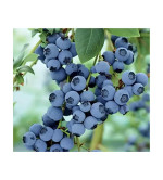 Bluebell barleria Plant  (Hybrid, Pack of 2)