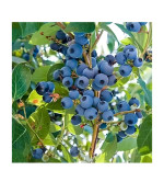 Bluebell barleria Plant  (Hybrid, Pack of 2)