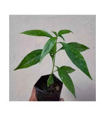 Chirayita Plant  (Hybrid, Pack of 2)