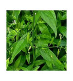 Chirayita Plant  (Hybrid, Pack of 2)