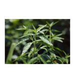 Chirayita Plant  (Hybrid, Pack of 2)