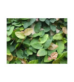 Fiddle Leaf Fig Plant  (Hybrid, Pack of 1)