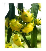 Dragon Tail Plant  (Hybrid, Pack of 2)