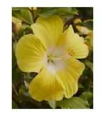 Hibiscus Plant  (Pack of 2)YELLOW