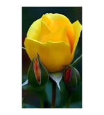 Peace Lily Plant  (Hybrid, Pack of 2)YLW