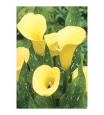 Peace Lily Plant  (Hybrid, Pack of 2)YLW