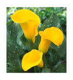 Peace Lily Plant  (Hybrid, Pack of 2)YLW