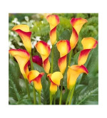 Peace Lily Plant  (Hybrid, Pack of 2)YLW