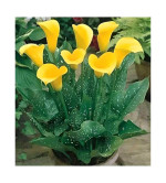 Peace Lily Plant  (Hybrid, Pack of 2)YLW