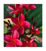 Plumeria Plant  (Hybrid, Pack of 2)RD