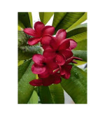 Plumeria Plant  (Hybrid, Pack of 2)RD
