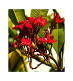 Plumeria Plant  (Hybrid, Pack of 2)RD