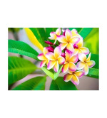 Plumeria Plant  (Hybrid, Pack of 2)..